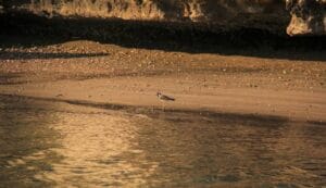 محمية القرم الطبيعية ملاذ بيئي فريد في قلب مسقط