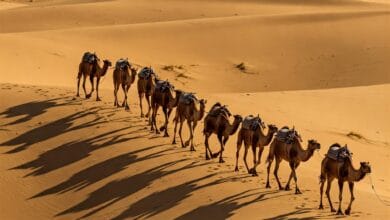 تعبير عن الجمل بالانجليزي