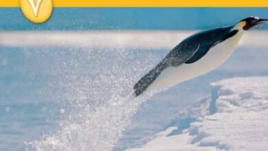 كتاب العلوم للصف السابع