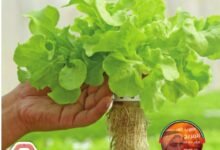 كتاب الدراسات الاجتماعية