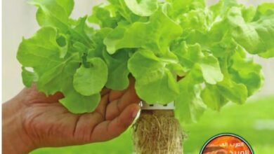 كتاب الدراسات الاجتماعية