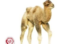 كتاب العلوم للصف الثاني