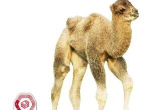 كتاب العلوم للصف الثاني